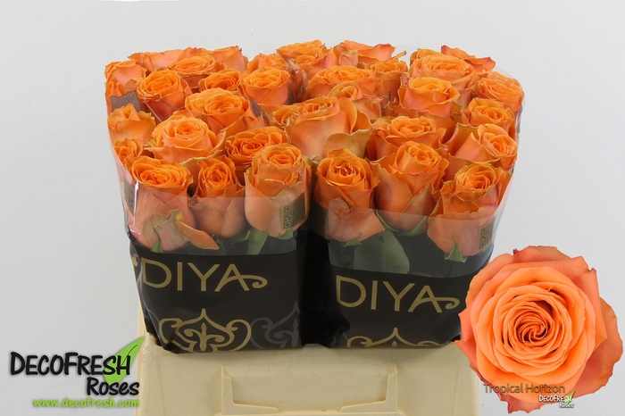 <h4>R Gr Tropic Horizon Extra Diya</h4>