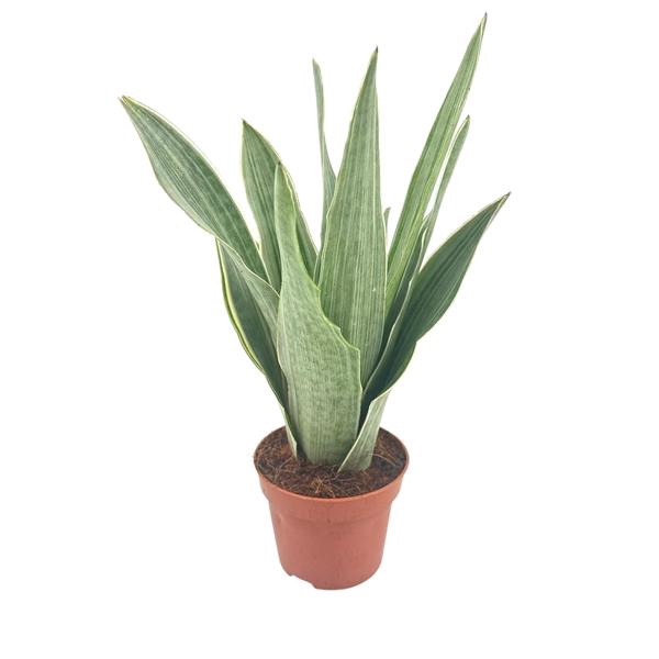 <h4>Sansevieria Metallica 12 cm</h4>