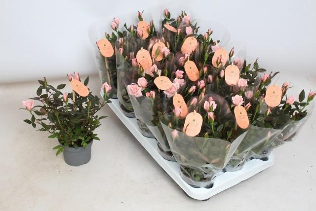 <h4>RO ROSAROMA PINK</h4>