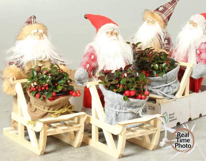 <h4>ARR TUINPLANTEN H%</h4>