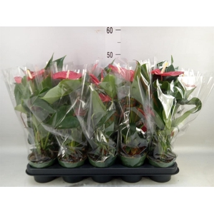 Anthurium andr. 'Royal Champion'