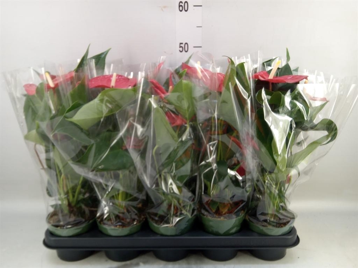 <h4>Anthurium andr. 'Royal Champion'</h4>
