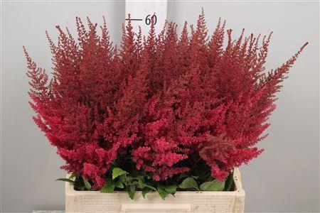 <h4>Astilbe arendsii 'Else Schluck'</h4>
