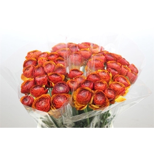 Ran Cloni Ex Brownie