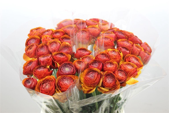 <h4>Ran Cloni Ex Brownie</h4>