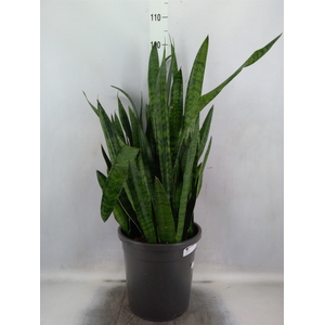 Sansevieria zeylanica