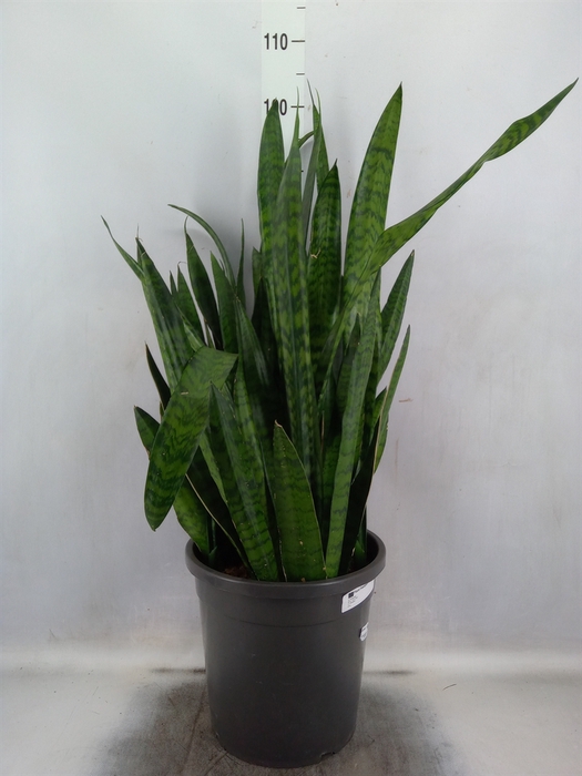 Sansevieria zeylanica