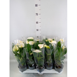 Anthurium  'Karma White'