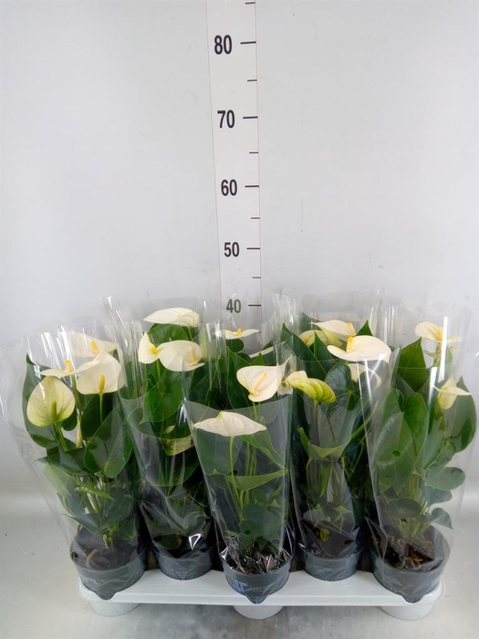<h4>Anthurium  'Karma White'</h4>
