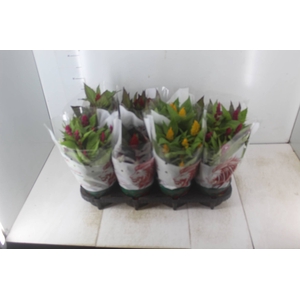 CELOSIA P14 VARIADO