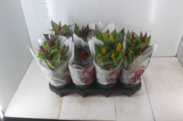 <h4>CELOSIA P14 VARIADO</h4>