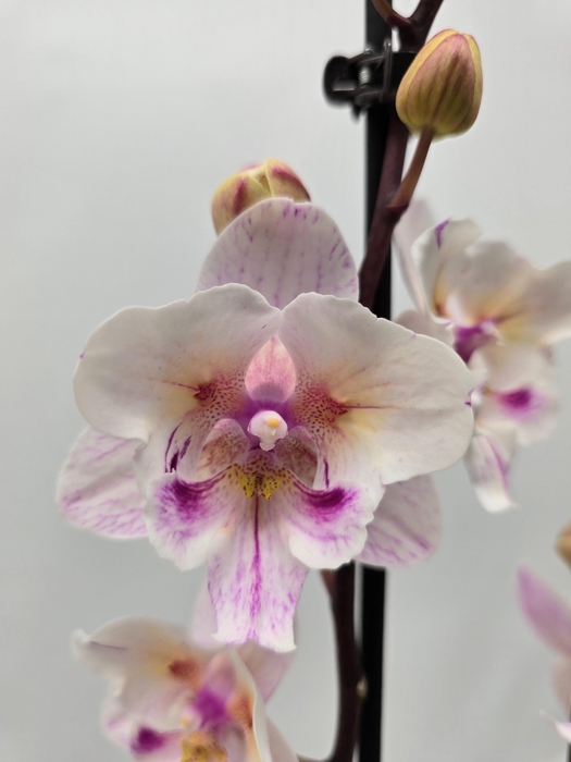 <h4>Limited 09 week 1</h4>