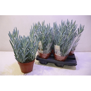 arr8 Curio Fic Mt Everest