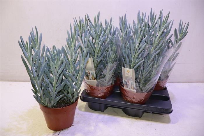 <h4>arr8 Curio Fic Mt Everest</h4>