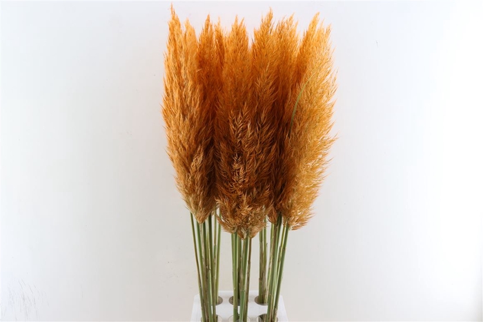 <h4>Cortaderia Opgetrokken Zalm Stem</h4>