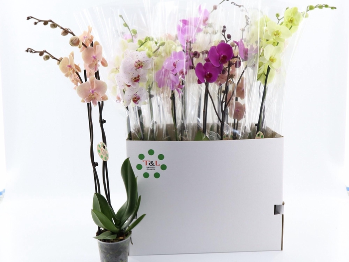 <h4>PHAL GEM 7 KL</h4>