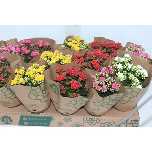 KALANCHOE DOBRADO P11