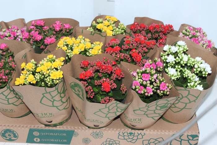 <h4>KALANCHOE DOBRADO P11</h4>