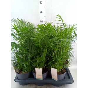 Chamaedorea elegans