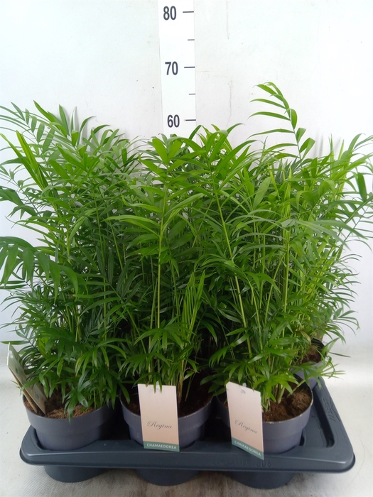 <h4>Chamaedorea elegans</h4>