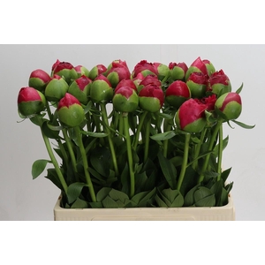 Paeonia Command Performance