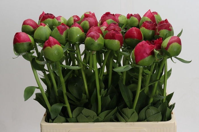 Paeonia Command Performance