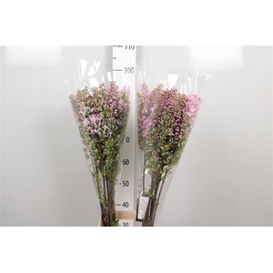 Syr V Marechal Foch 6+