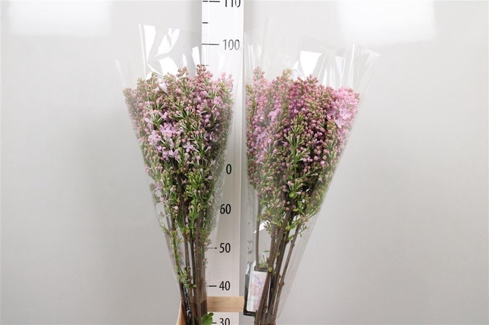 <h4>Syr V Marechal Foch 6+</h4>