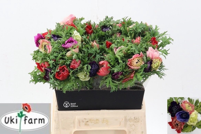 <h4>ANEM GEM BS</h4>