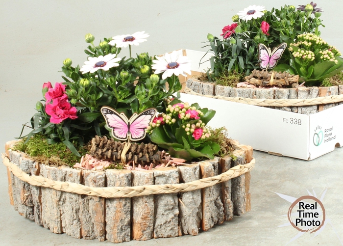 <h4>ARR TUINPLANTEN</h4>