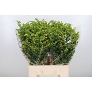 Solidago Carzan Glor