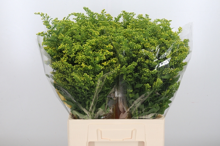 <h4>Solidago Carzan Glor</h4>