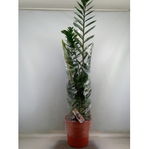 Zamioculcas zamiifolia