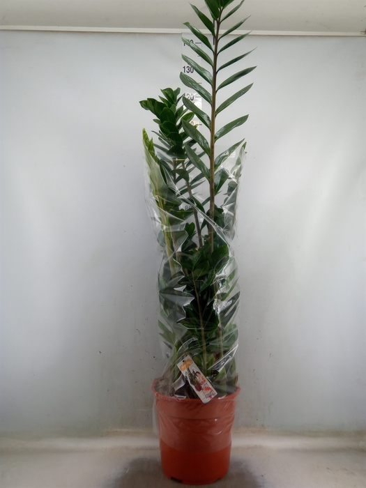 <h4>Zamioculcas zamiifolia</h4>