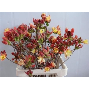 Rhododendron Red Bicolour