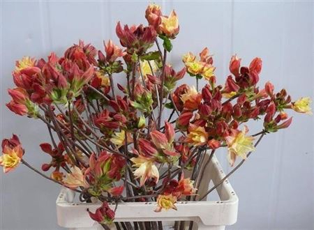 <h4>Rhododendron Red Bicolour</h4>