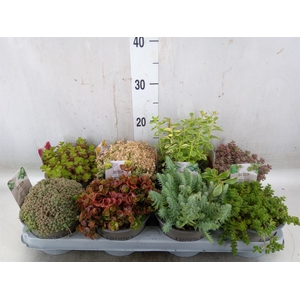 Sedum   ...