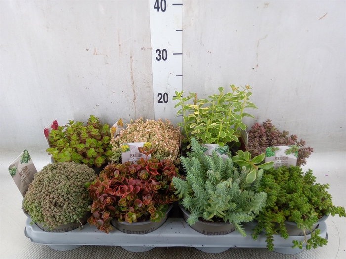 <h4>Sedum   ...</h4>