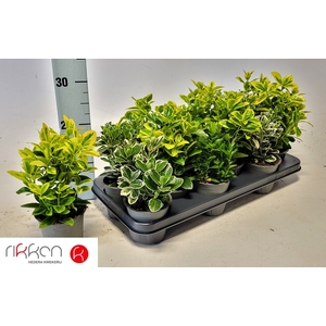 EUONYMUS JAP GEM