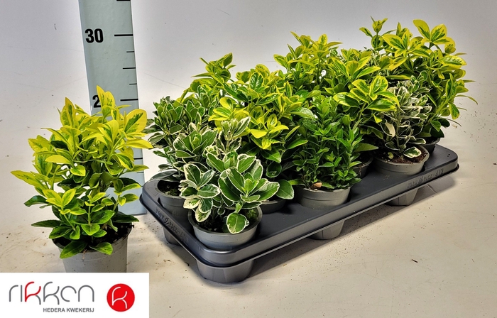 <h4>EUONYMUS JAP GEM</h4>