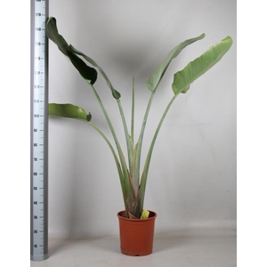 STRELITZIA NICOLAI