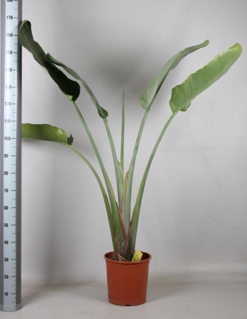STRELITZIA NICOLAI