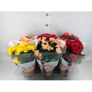 Begonia elat. DU   ...mix
