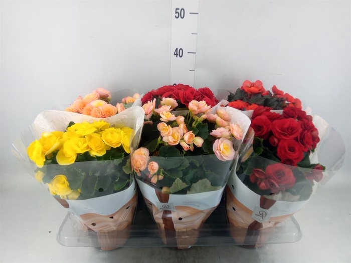 <h4>Begonia elat. DU   ...mix</h4>