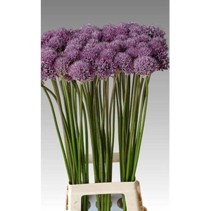 ALLIUM GLADIATOR