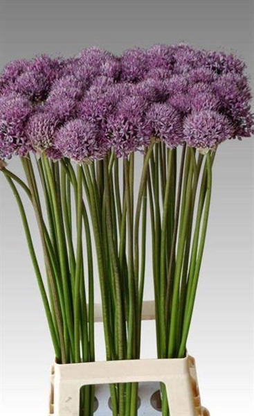 <h4>ALLIUM GLADIATOR</h4>