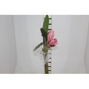 ALPINIA PURPURATA ROSA