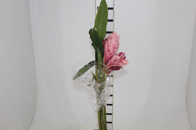 ALPINIA PURPURATA ROSA