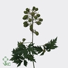 Bramen ( Rubus ) 50cm