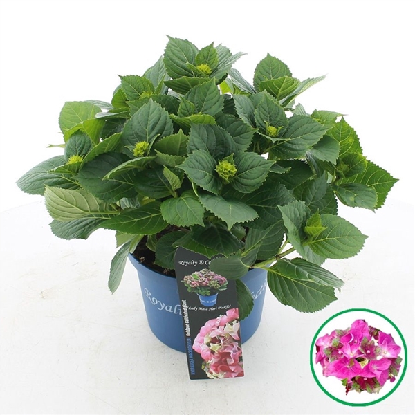 <h4>Hydrangea macr. Royalty® 'Lady Mata Hari'® Roze C5 (23cm.) Kn.</h4>
